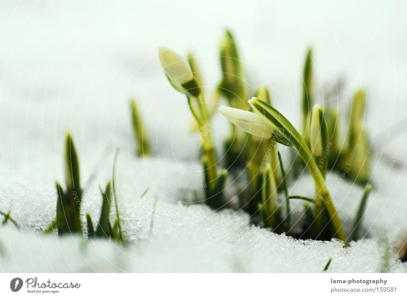 Small icebreakers Snowdrop Flower Plant Spring Sprout Growth Ice Delicate Fine Blossom Wake up Plantlet