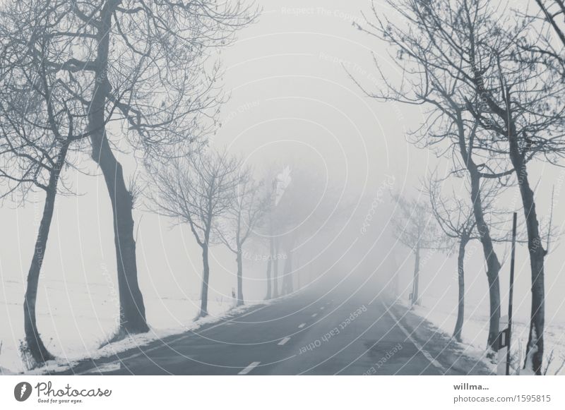 Winter empty road in fog, poor visibility, black ice Fog Snow Tree Avenue Cold Bleak Street Median strip Gray Deserted Black ice winter Country road smooth