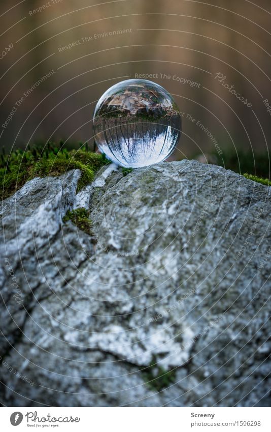 over the top Nature Landscape Spring Moss Forest Rock Round Gray Serene Patient Calm Self Control Crystal ball Glass ball Colour photo Exterior shot Close-up