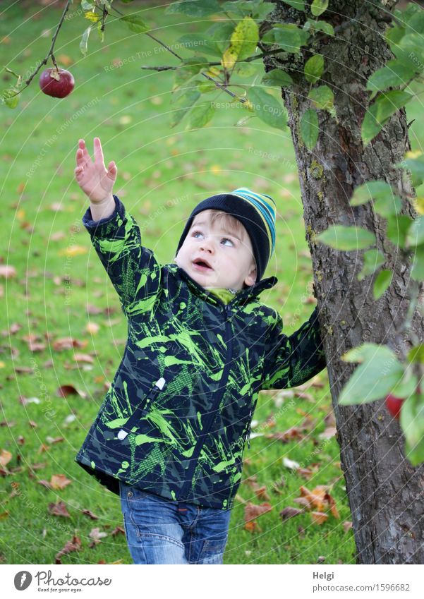little boy in jeans and black-green jacket is standing at an apple tree and grabs an apple hanging from a branch Fruit Apple Human being Masculine Toddler