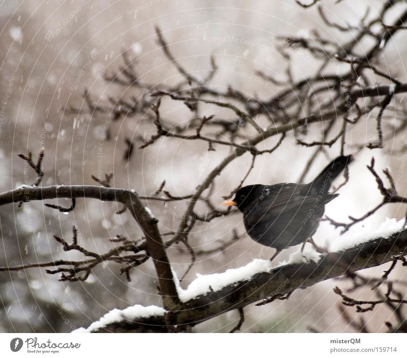 I Have A Plane To Catch. Blackbird Winter Bird Animal Snow Snowfall Trickle Weather Loneliness Survive Wind Comfortless Break Calm Detail Wait Sadness