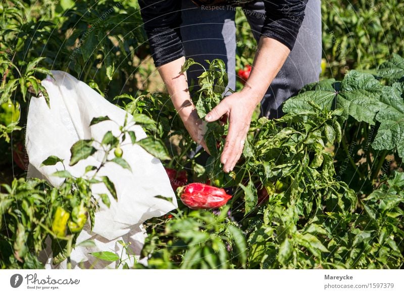 Peperoni-Paprika harvest Feminine Hand 1 Human being Nature Sun Beautiful weather Field Cheap Natural Red Colour photo Exterior shot Day