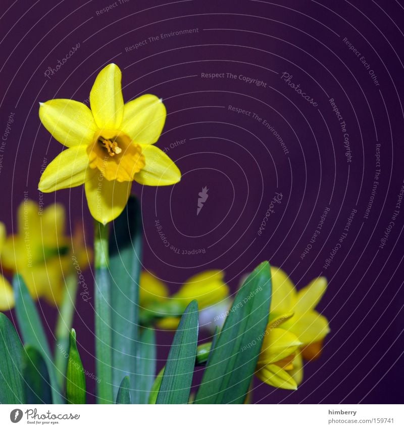 astronomy Wild daffodil Narcissus Flower Plant Floristry Nature Blossom Seasons Garden Horticulture Congratulations Park