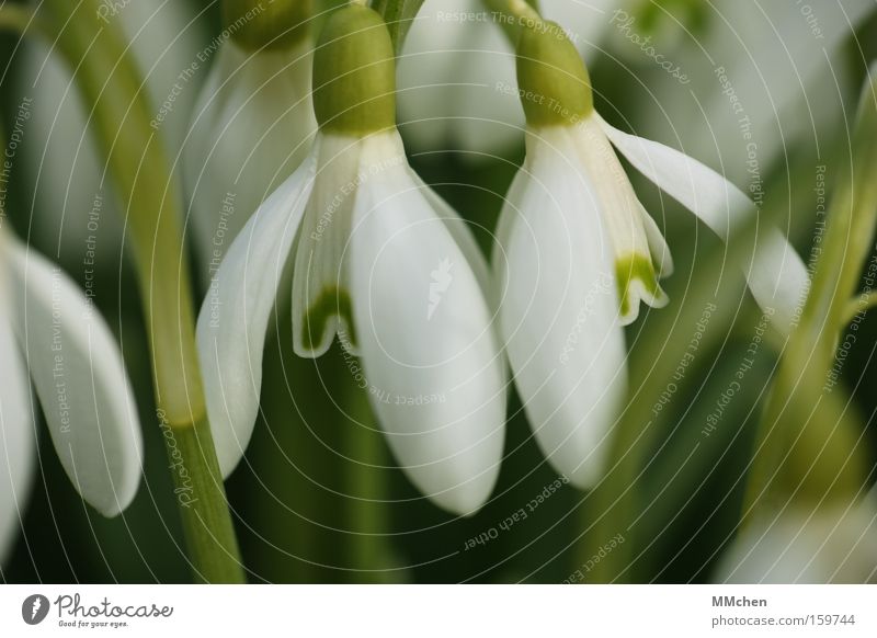 now! right now! Snowdrop Flower Plant Blossom Calyx Green White Shadow Spring Spring flower Fragrance Open Macro (Extreme close-up) Close-up Transience