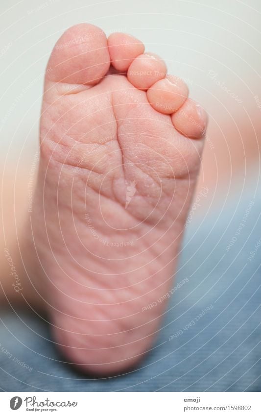 small foot Baby Infancy Skin Feet 1 Human being 0 - 12 months Small Soft Colour photo Interior shot Close-up Day Shallow depth of field
