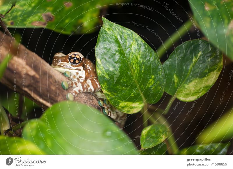 Well camouflaged Environment Water Drops of water Climate Virgin forest Frog Sit Terrarium toad frog Tree hollow Amazonas South America Brazil