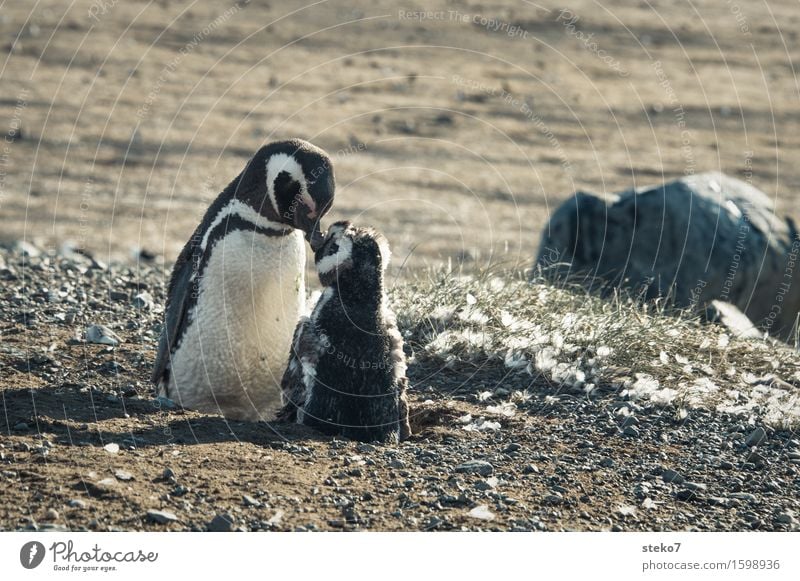 In the morning in Patagonia Coast Magellanic Penguins 2 Animal Baby animal Touch To enjoy Cleaning Acceptance Safety (feeling of) Friendship Together Wake up