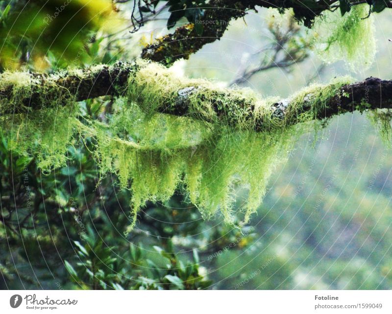 primeval forest Environment Nature Plant Tree Moss Forest Virgin forest Bright Natural Green Black Tenerife Enchanted forest Mysterious Primordial Colour photo