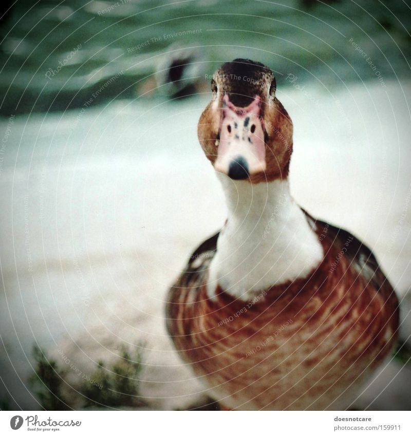 watcha lookin at? Animal Pond Farm animal Wild animal Bird 1 Brown White Analog Duck Goose Colour photo Exterior shot Copy Space left Day Shallow depth of field