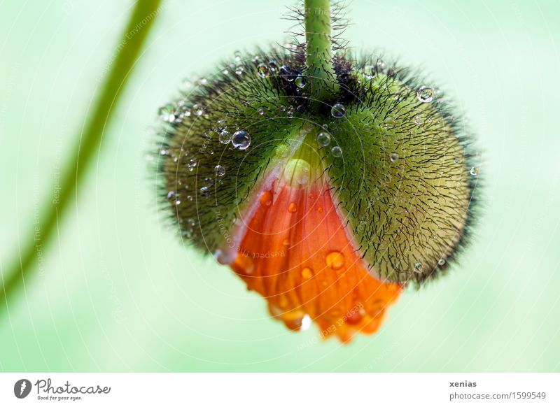 Capsule of a flower Iceland poppy opens against light green background Garden Plant Water Drops of water Spring Summer Rain Flower Blossom Blossom leave Growth