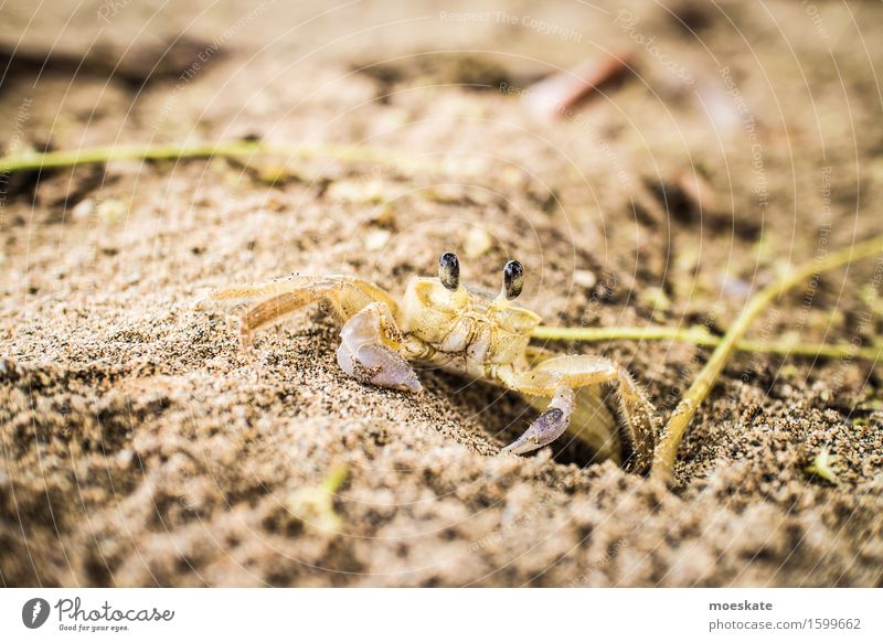Crab on the beach Beach Animal 1 Brown Costa Rica Shrimp Colour photo Subdued colour Exterior shot Close-up Detail Macro (Extreme close-up) Day
