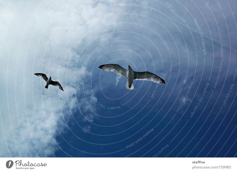 free flight Seagull Flying Sky Freedom Glide Ocean Beach Vacation & Travel Black-headed gull  Back-light Clouds Bird Aviation