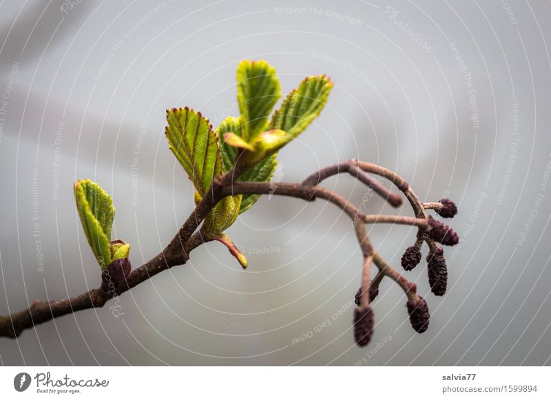 alder shoots Environment Nature Plant Spring Bushes Leaf Alder Shoot Twigs and branches Little tree Forest Growth Fresh Cold Gray Green Beginning Change