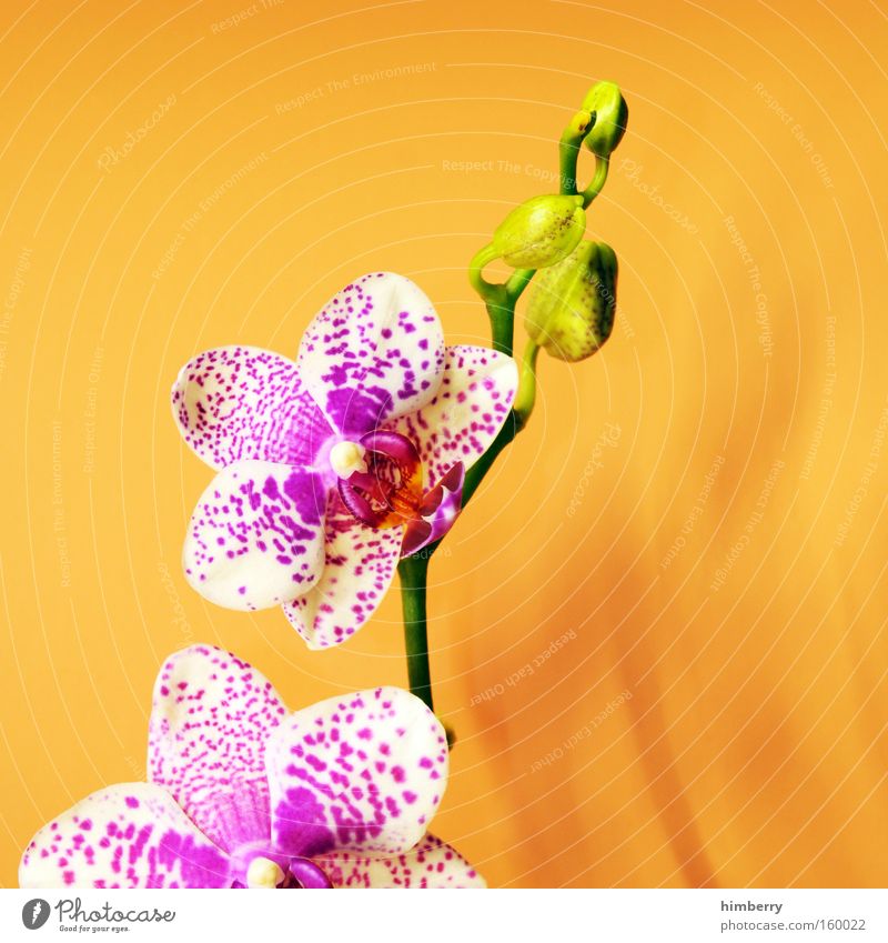 i love u 2 Flower Orchid Plant Floristry Nature Blossom Seasons Horticulture Congratulations Decoration Ambient Wellness