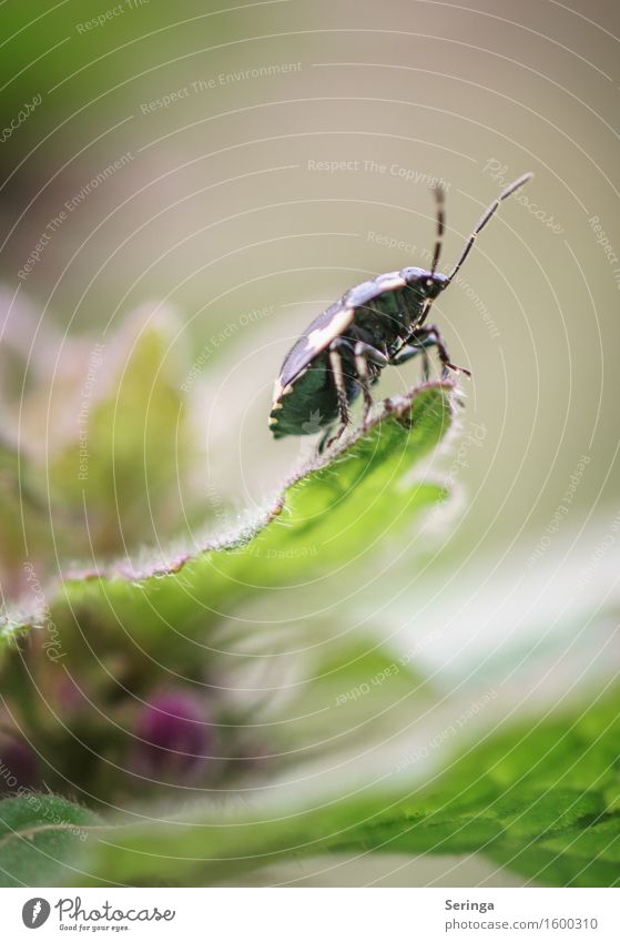 cabbage bug Nature Plant Animal Spring Flower Grass Bushes Leaf Blossom Garden Park Meadow Field Forest Wild animal Beetle Animal face Wing 1 Crawl Bug Insect