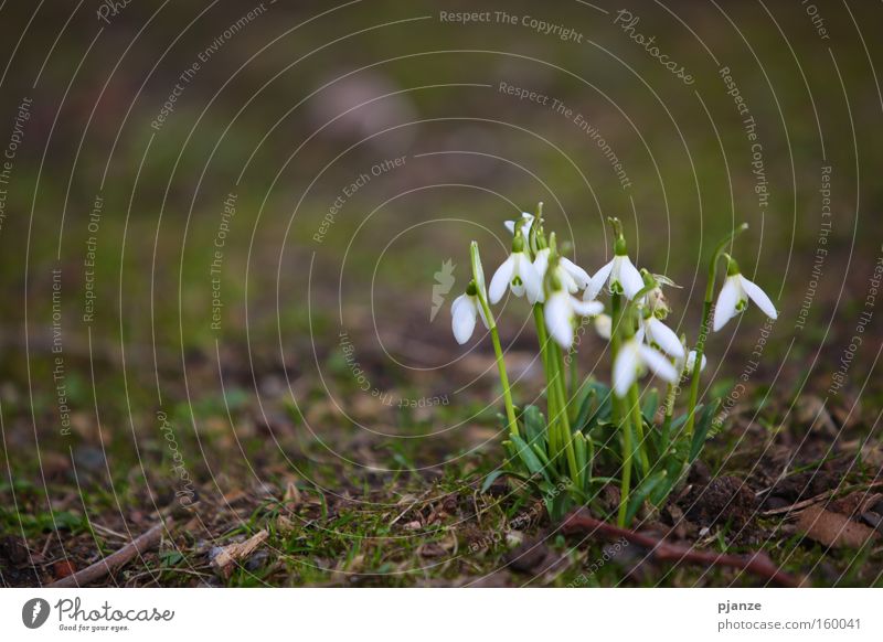 Hello. Snowdrop Delicate Plant Blossom White Fragrance Spring Grass Meadow Joy Exterior shot galanthus Bouquet Earth