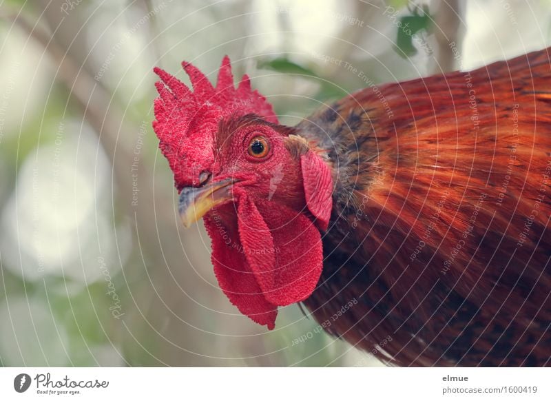 Where's Adele? Rooster chicken birds Feather Poultry Cockscomb Ghosts & Spectres  red head Rutting season Looking Aggression Threat Rebellious Wild Red