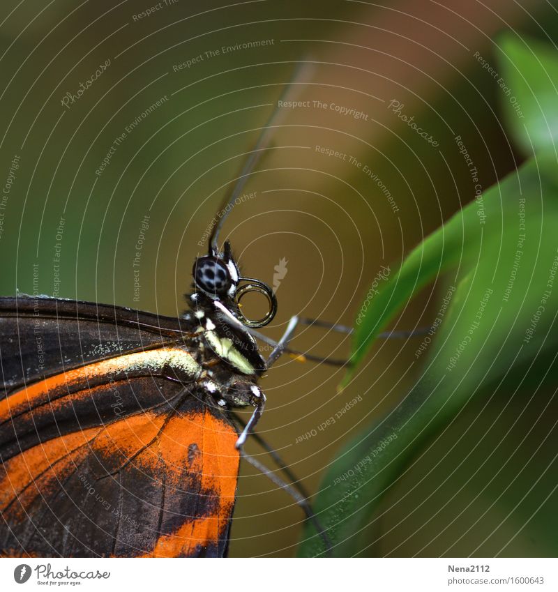 lightness Environment Nature Animal Summer Garden Park Meadow Field Forest Butterfly Animal face Wing Cute Orange Easy Ease Compound eye Fragile Spring fever