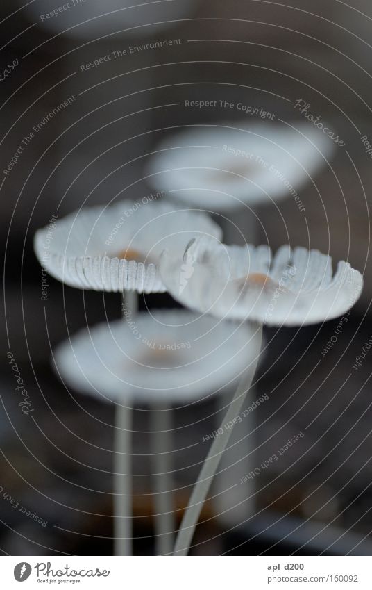 Psycho Mushroom Blur Macro (Extreme close-up) White Brown Earth Close-up