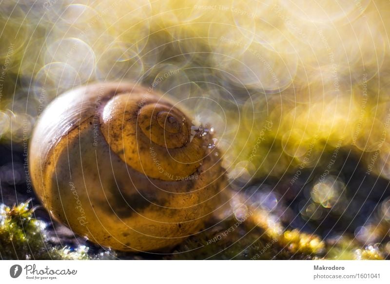 The snail Nature Drops of water Sun Spring Moss Snail Happy Happiness Enthusiasm Trust Sympathy Dream Elegant Inspiration Colour photo Exterior shot