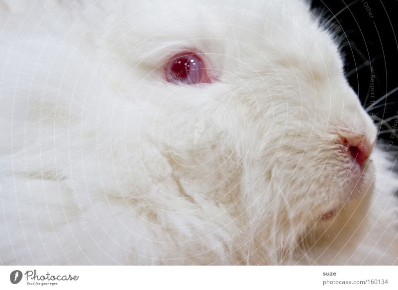 Dr. K. Nickel. Pelt Animal Pet Hare & Rabbit & Bunny 1 Crazy Soft Red White Eyes Magic Easter Bunny Roast Livestock breeding Scaredy-cat Hypnotic Mammal Albino