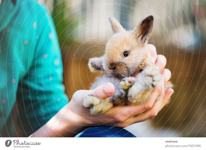 little rascal II Girl Arm Hand Fingers Shoulder 1 Human being 8 - 13 years Child Infancy Pet Animal face Pelt Paw Pygmy rabbit baby hare rodent Mammal Snout