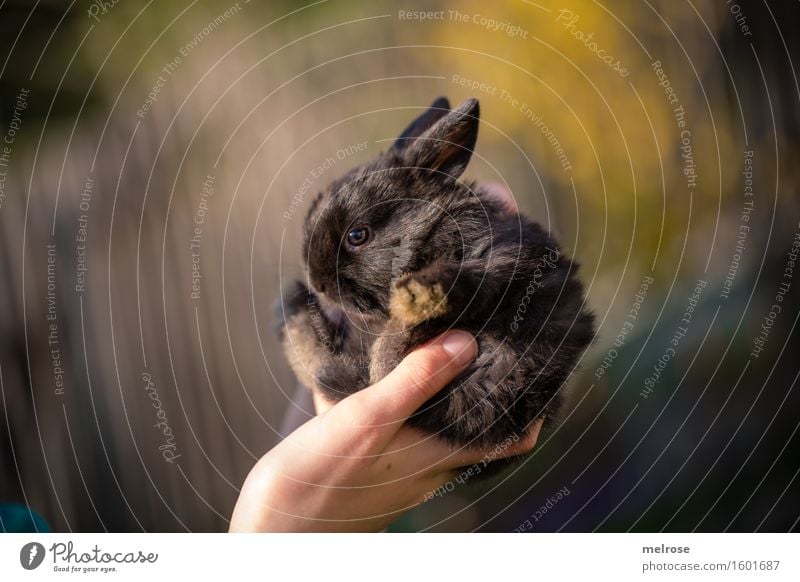 little rascal Girl Hand Fingers 1 Human being 8 - 13 years Child Infancy Pet Pelt Paw Pygmy rabbit baby hare Rodent Mammal Animal face Baby animal Sunbathing