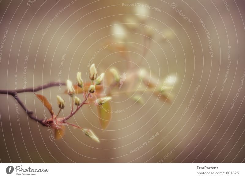 ..... Nature Plant Spring Blossom Blossoming Natural Gray White Branch Blur Delicate Colour photo Subdued colour Exterior shot Close-up Deserted
