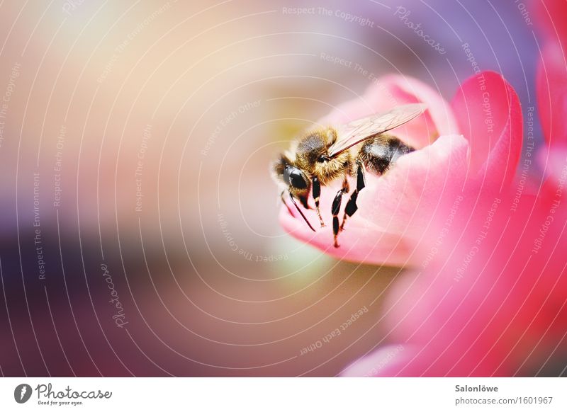 busy bee Animal Wild animal Bee 1 Work and employment Flying Crawl Sustainability Natural Violet Pink Spring fever Beautiful Diligent Endurance Effort Honey
