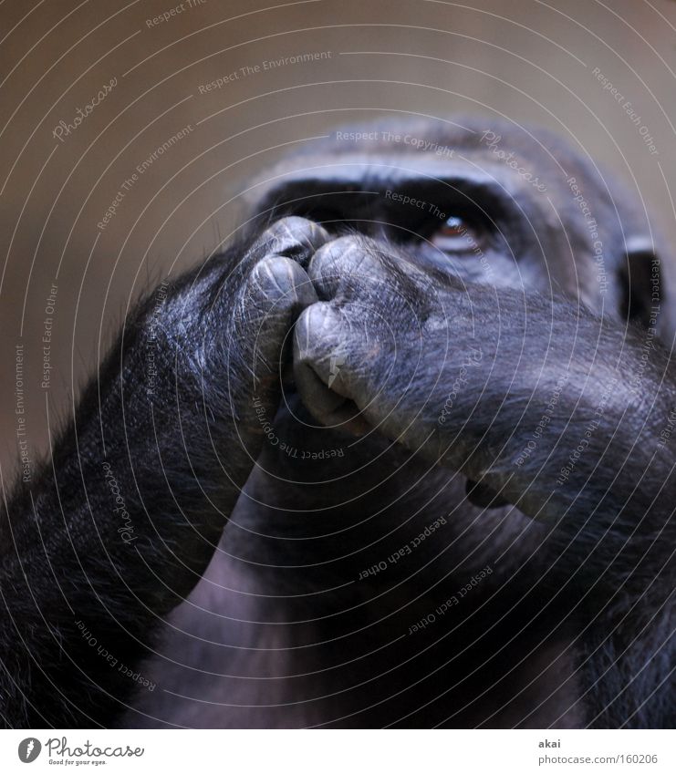 gorilla Monkeys Gorilla Animal Apes Enclosure Meditative Concern Look after Feed Existence Life Financial Crisis Share Stock market Basel Mammal usertreff