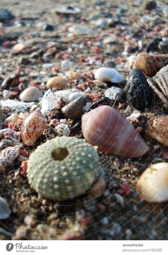 flotsam and jetsam Mussel Sea urchin Stone Beach Sand Vacation & Travel Ocean Island Islands Mediterranean sea Summer Collection Search Find Fish