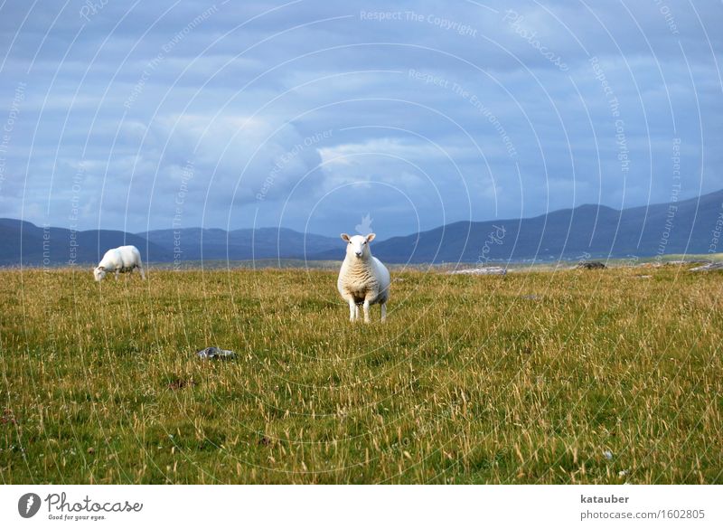 pose Landscape Clouds Bad weather Meadow Hill Farm animal Sheep 2 Animal Stand Esthetic Cool (slang) Scotland Summer berneray Western islands Dark Friendliness