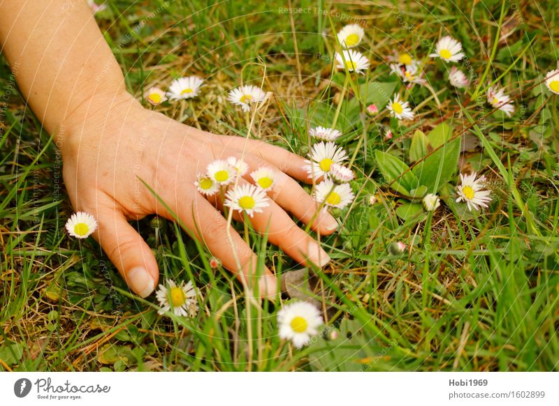 A woman's hand in a flower meadow Feminine Adults Skin Hand Plant Spring Flower Grass Foliage plant Blossoming Pick Daisy Colour photo Exterior shot Close-up