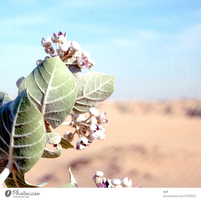 desert flower Desert Flower Sky Drought Hot Sun Sand Plant Blossom Dry Blossoming Far-off places Asia Earth