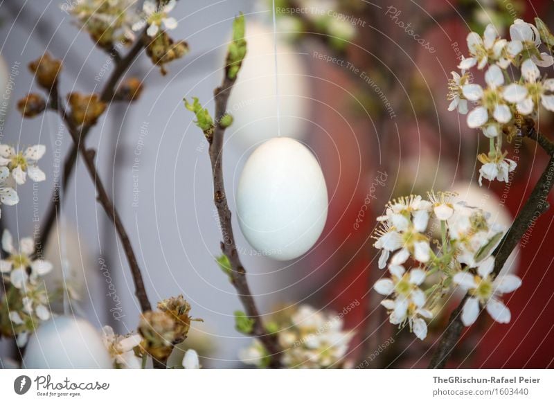 Easter Egg Feasts & Celebrations Blue Gray Green Red Black White Firm Easter egg nest Twig Blossom easter tree Blossoming Multicoloured Colour photo