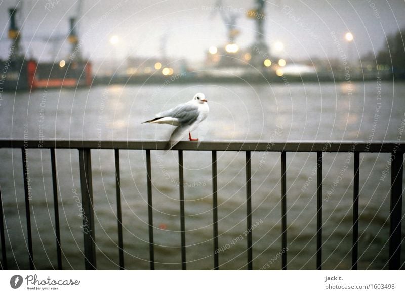 Port 2 Water Port City Harbour Animal Bird 1 Emotions Moody Calm Seagull Colour photo Exterior shot Morning Sunlight Central perspective Looking