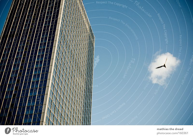 a bird comes flying Bird Flying Habitat Animal High-rise Tall Large Blue Sky Majestic Window Facade Line Pane Aviation