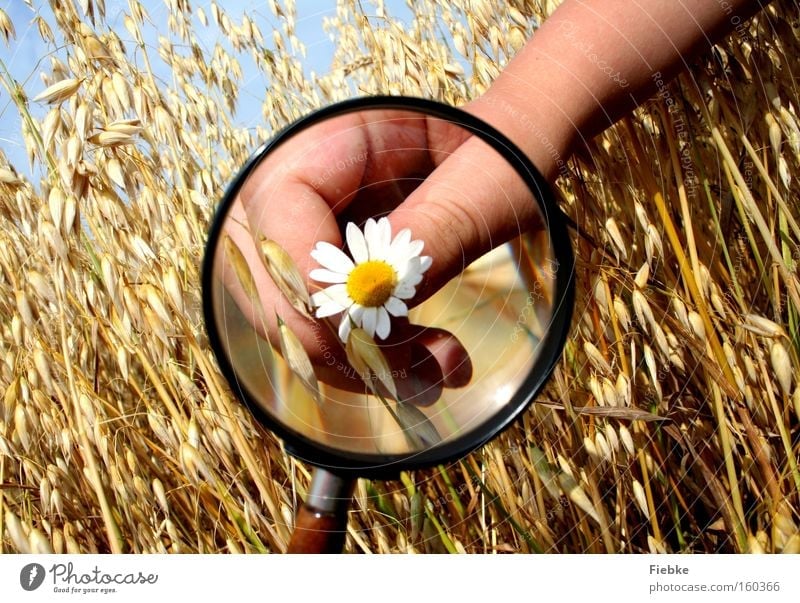 naturalists Magnifying glass Flower Grain Field Summer Hand Fingers Daisy Scientist Nature Joy Interest Curiosity Investigate Science & Research Agriculture