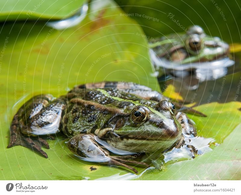 frog on leaf Animal Wild animal Frog 2 Water Animal tracks Green Colour Serene Nature Colour photo Exterior shot Deserted Day Sunlight Animal portrait Looking