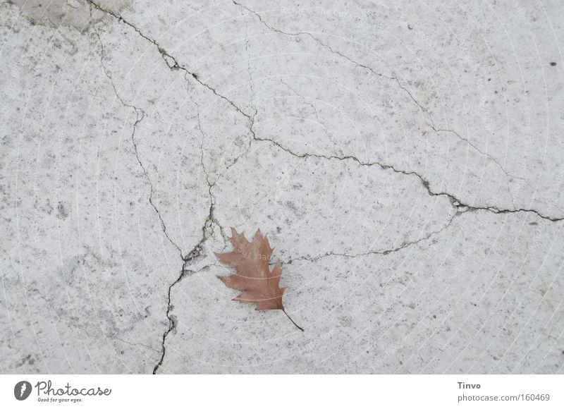 Days like this... Concrete Concrete floor Crack & Rip & Tear Leaf Loneliness Grief Lose Individual Single Gloomy Dreary Transience End Sadness Calm