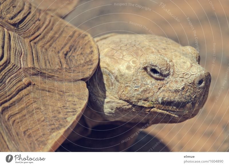 E.T. - the apparition Turtle Tortoise-shell Giant tortoise Reptiles Old Dinosaur Fossil Observe Looking Hideous Near Curiosity Serene Patient Calm Wisdom Modest