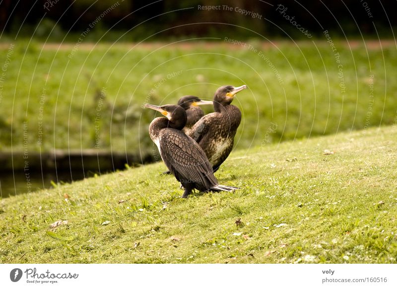 cormorants Animal Colour Green Landscape Summer Water Calm Bird
