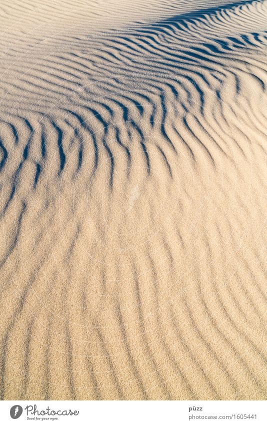 waves Environment Nature Landscape Elements Earth Sand Waves Coast Beach North Sea Yellow Movement Loneliness Sandy beach Smooth Grainy Grain of sand Curved