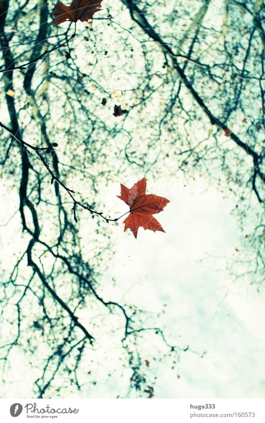 Autumn Leaf Loneliness Empty Green Yellow Twig Branch Nature Blue Sky End Goodbye Autumn leaves Contrast Grief Distress