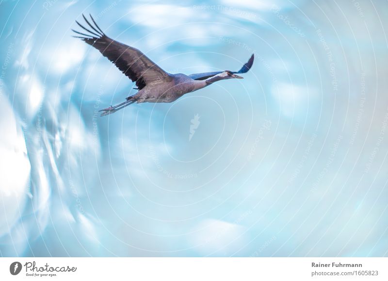 A crane flies elegantly by Animal Wild animal 1 Observe Flying Elegant Beautiful Blue Colour photo Exterior shot Copy Space right Copy Space bottom Reflection