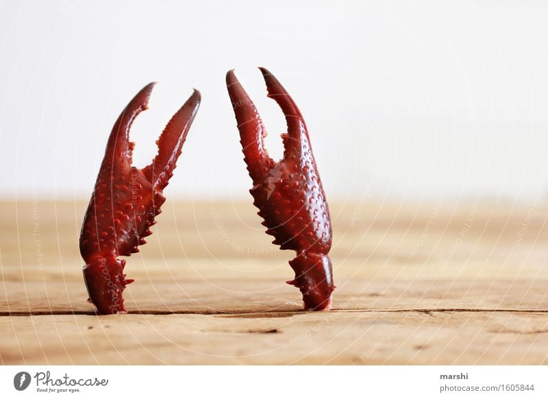 snappers Animal Moody Cancer Shrimp Claw Red Idea bizarre Table Catch Arm Colour photo Interior shot Close-up Detail