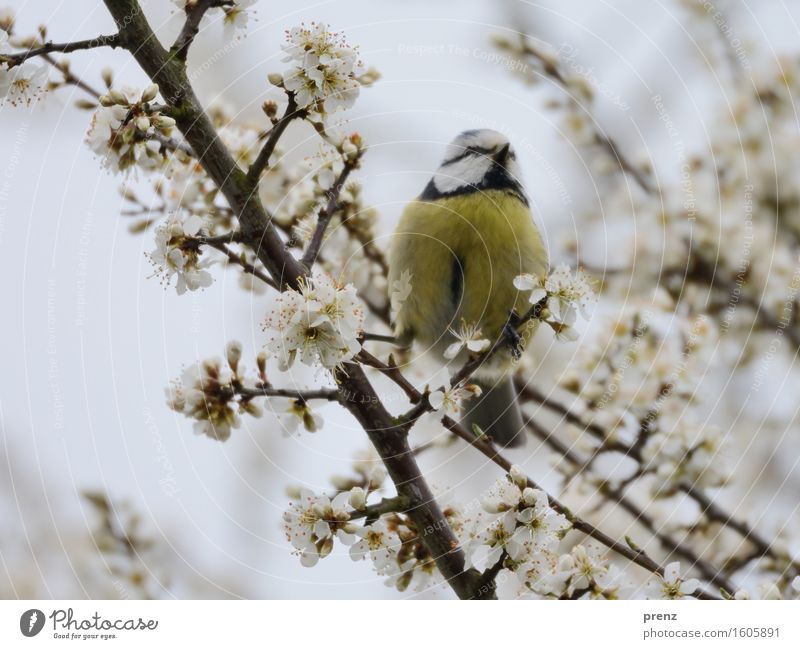 spring Environment Nature Plant Animal Spring Blossom Wild animal Bird 1 Yellow Gray Tit mouse Sit Branch Twig Cherry blossom Colour photo Exterior shot