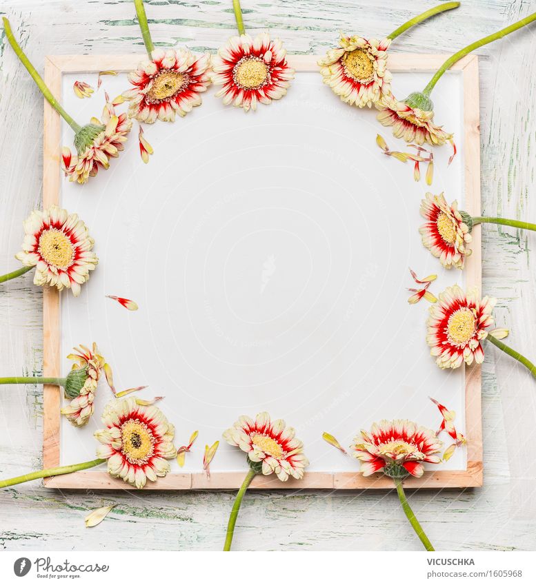 Gerbera flowers on white board Style Design Decoration Feasts & Celebrations Valentine's Day Mother's Day Birthday Nature Plant Flower Leaf Blossom Bouquet