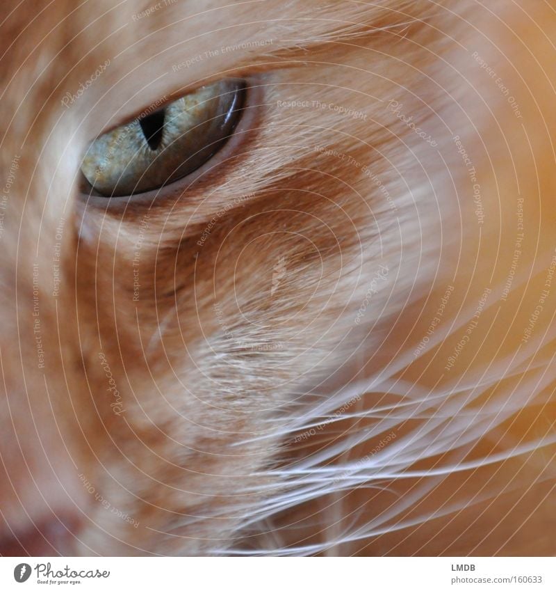 I got my eye on you. Cat Looking Evil Threaten Observe Pelt Pet Mammal Domestic cat devious mackerelled Eyes