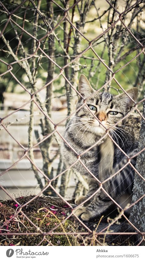 Cat behind chain link fence scratching chin with half open eyes Animal Fence Movement Safety Protection Safety (feeling of) Serene Life Smart Cleanliness